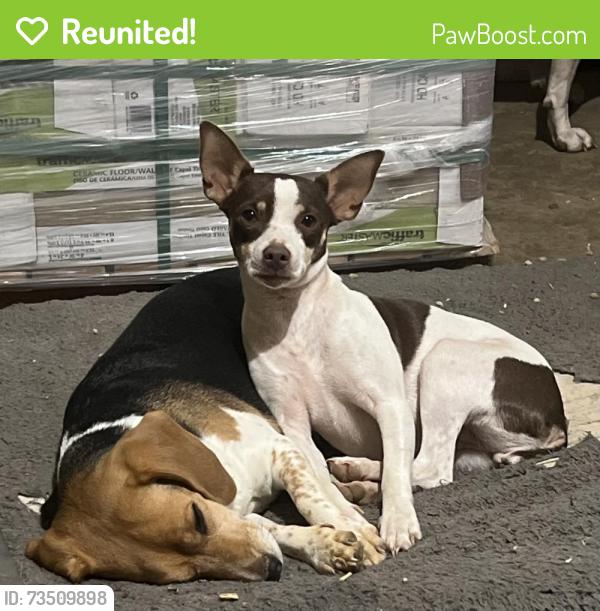 Reunited Female Dog last seen Near Oak Rd, Byhalia, MS 38611, USA, Byhalia, MS 38611