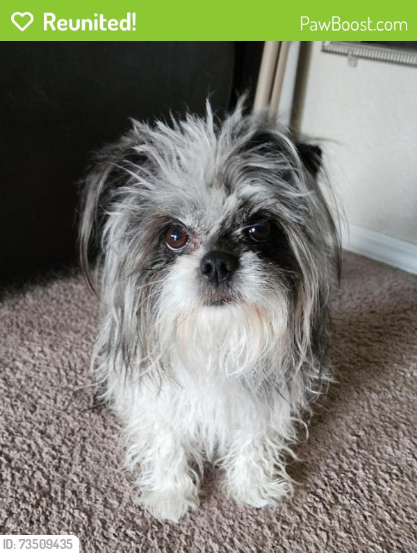 Reunited Male Dog last seen Star Kachina St NW, Albuquerque, NM 87120