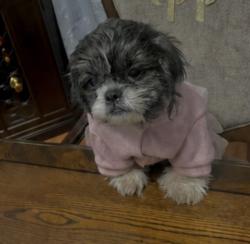Lost Female Dog last seen Mc Donald’s in south ave Plainfield nj, Plainfield, NJ 07062