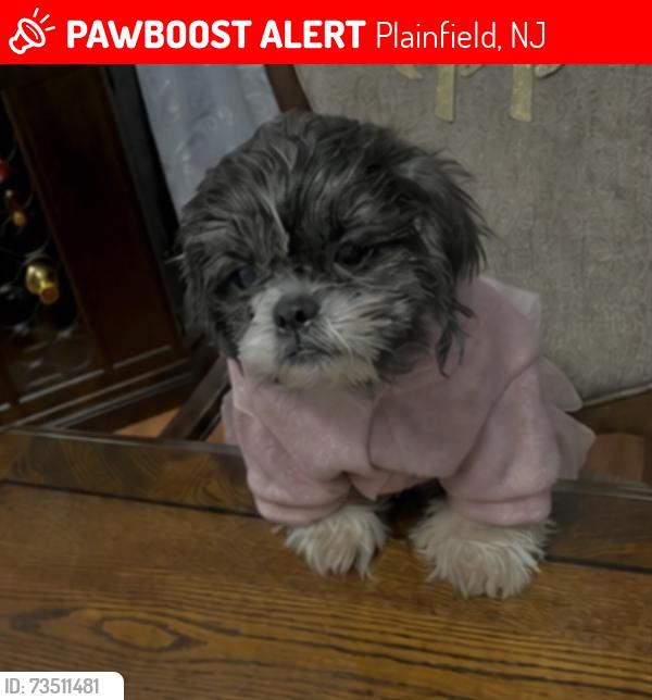 Lost Female Dog last seen Mc Donald’s in south ave Plainfield nj, Plainfield, NJ 07062