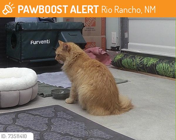 Found/Stray Unknown Cat last seen Mariposa, Rio Rancho, NM 87144