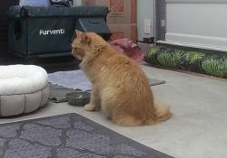 Found/Stray Unknown Cat last seen Mariposa, Rio Rancho, NM 87144