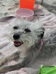 Reunited Female Dog last seen Hwy 21 & Cornelius Road, Mooresville, NC 28117