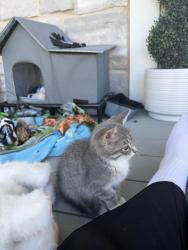 Lost Female Cat last seen Hyland Croy, Plain City, OH 43064