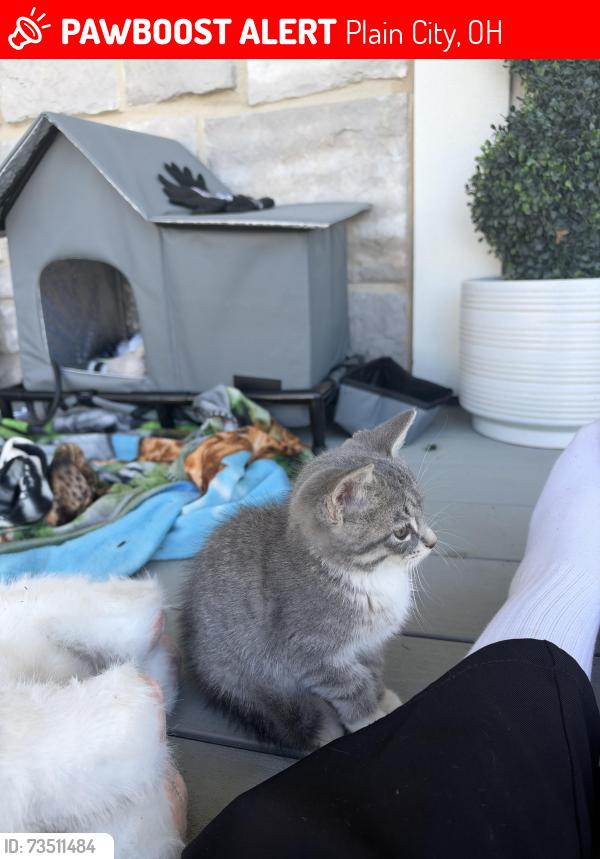 Lost Female Cat last seen Hyland Croy, Plain City, OH 43064