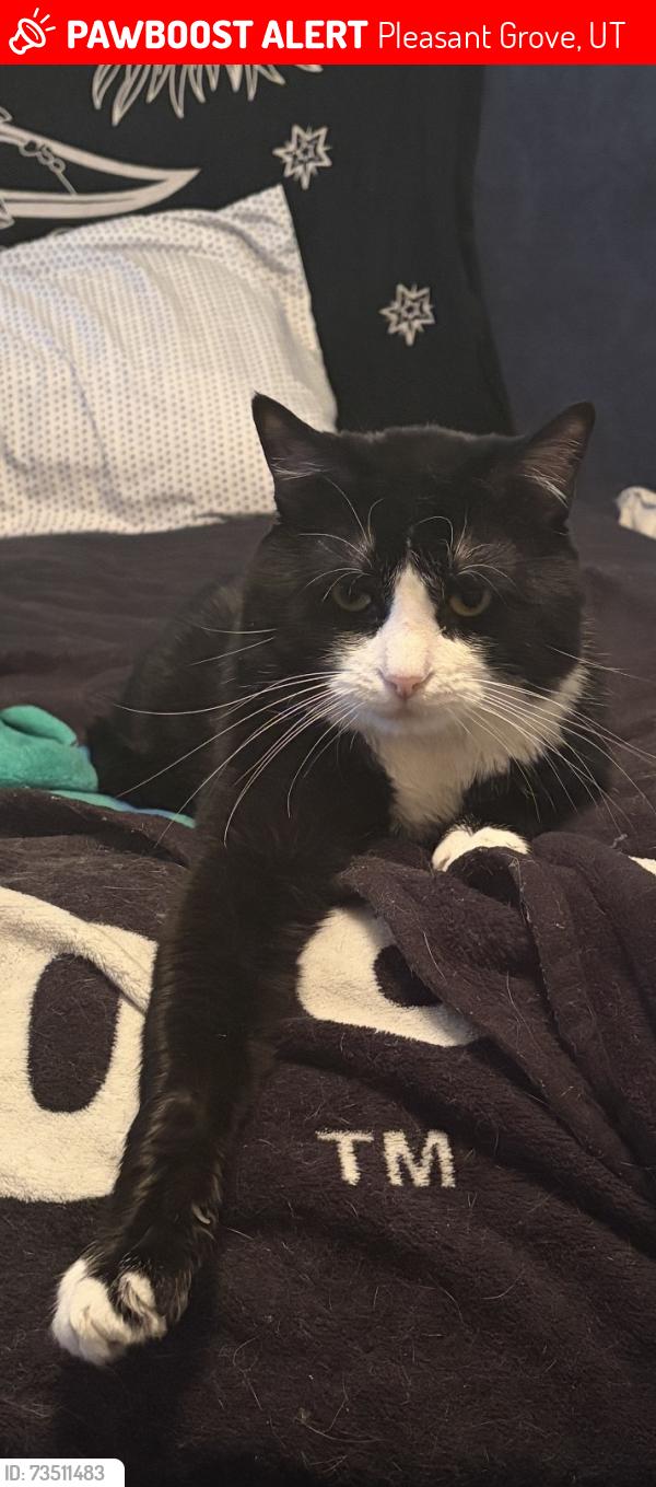 Lost Male Cat last seen Center Street, Pleasant Grove, UT 84062