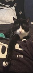 Lost Male Cat last seen Center Street, Pleasant Grove, UT 84062