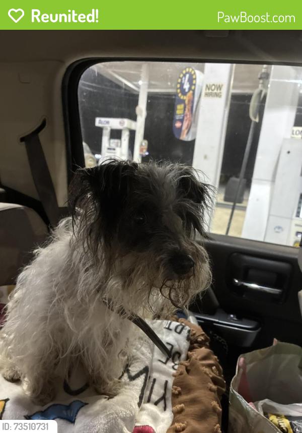 Reunited Male Dog last seen Ran way from county road 306, Carroll County, AR 72632