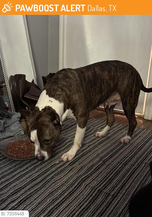 Found/Stray Female Dog last seen Seco Blvd, Dallas, Tx, Usa, Dallas, TX 75217