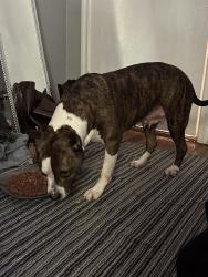 Found/Stray Female Dog last seen Seco Blvd, Dallas, Tx, Usa, Dallas, TX 75217