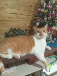Lost Male Cat last seen Rua Hanover casa 3 94, Nações, PR 