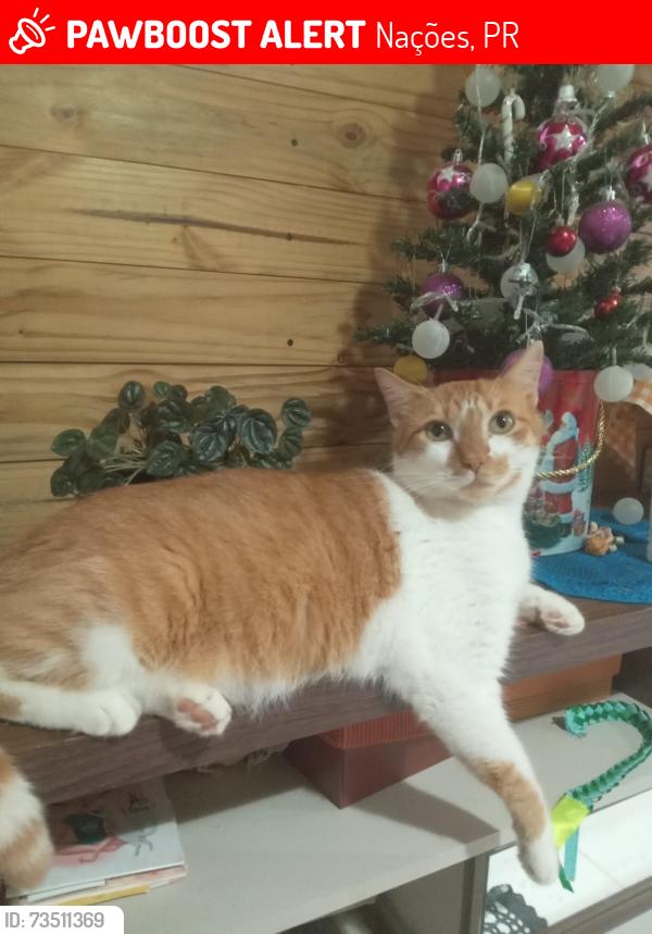 Lost Male Cat last seen Rua Hanover casa 3 94, Nações, PR 