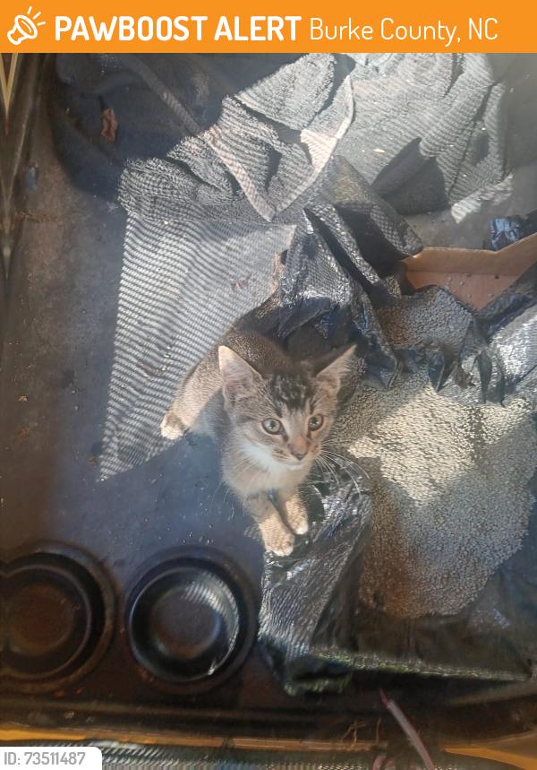 Found/Stray Unknown Cat last seen Hwy 181, Burke County, NC 28655