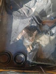 Found/Stray Unknown Cat last seen Hwy 181, Burke County, NC 28655