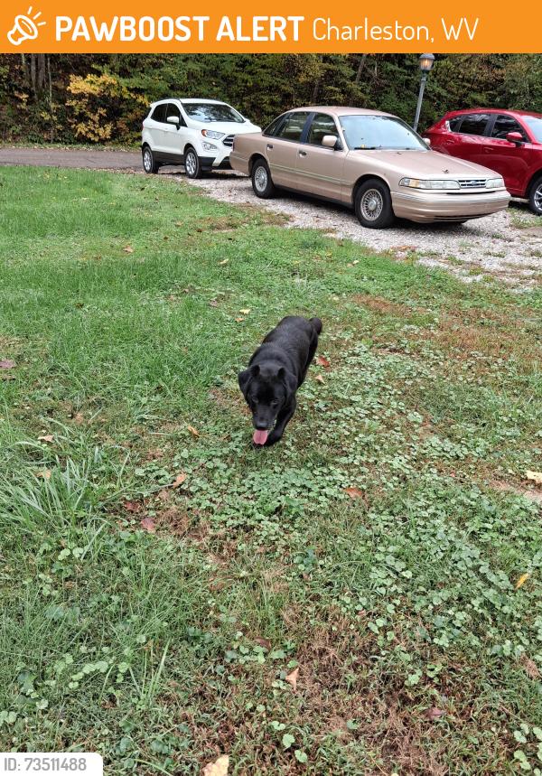 Found/Stray Male Dog last seen Holmes Hollow Rd, Charleston, WV 25312