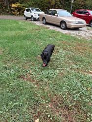 Found/Stray Male Dog last seen Holmes Hollow Rd, Charleston, WV 25312