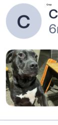 Reunited Male Dog last seen Near Cypresswood Dr, Spring, TX 77388, USA, Spring, TX 77388