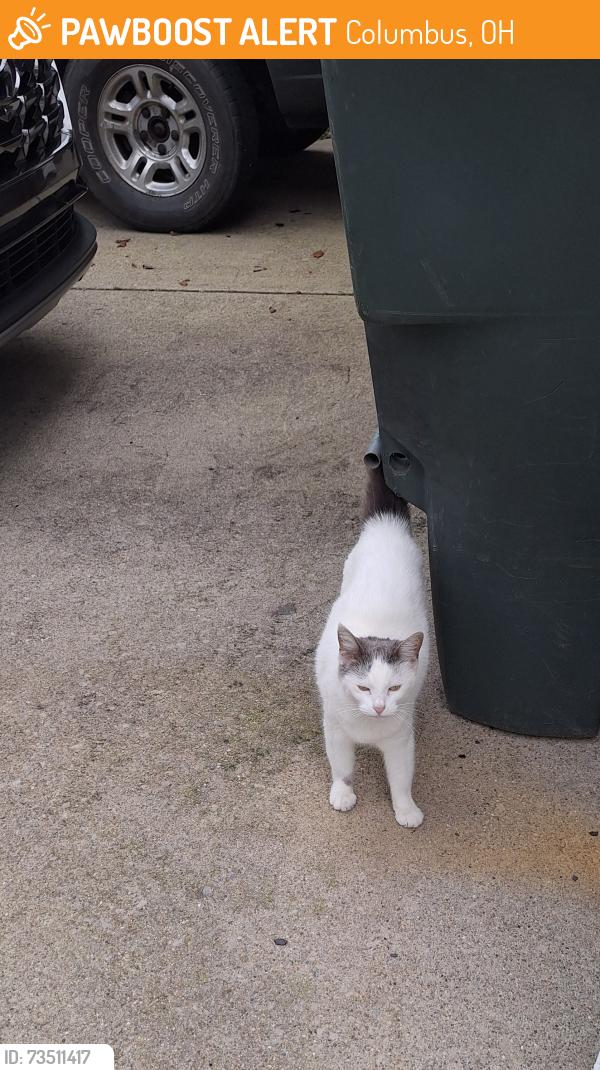 Found/Stray Female Cat last seen Woodcutter Lane, Columbus, OH 43224