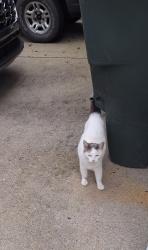 Found/Stray Female Cat last seen Woodcutter Lane, Columbus, OH 43224