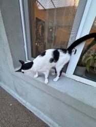 Lost Female Cat last seen Starbuks, Raleigh, NC 27601