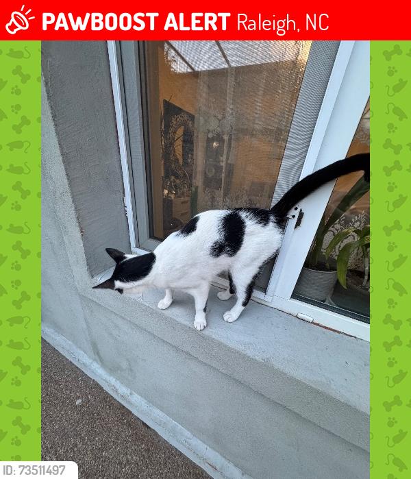 Lost Female Cat last seen Starbuks, Raleigh, NC 27601