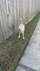 Reunited Male Dog last seen Path wat ct, Harris County, TX 77449