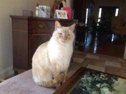 Lost Male Cat last seen Saint Andrews Drive & Lost Tree Road, Pinehurst, NC 28374