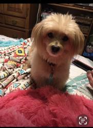 Lost Male Dog last seen Beach and Earl 76111. Younger picture, Fort Worth, TX 76111