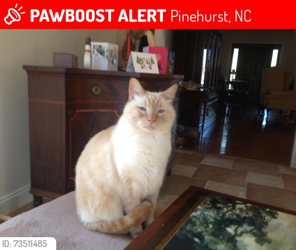 Lost Male Cat last seen Saint Andrews Drive & Lost Tree Road, Pinehurst, NC 28374
