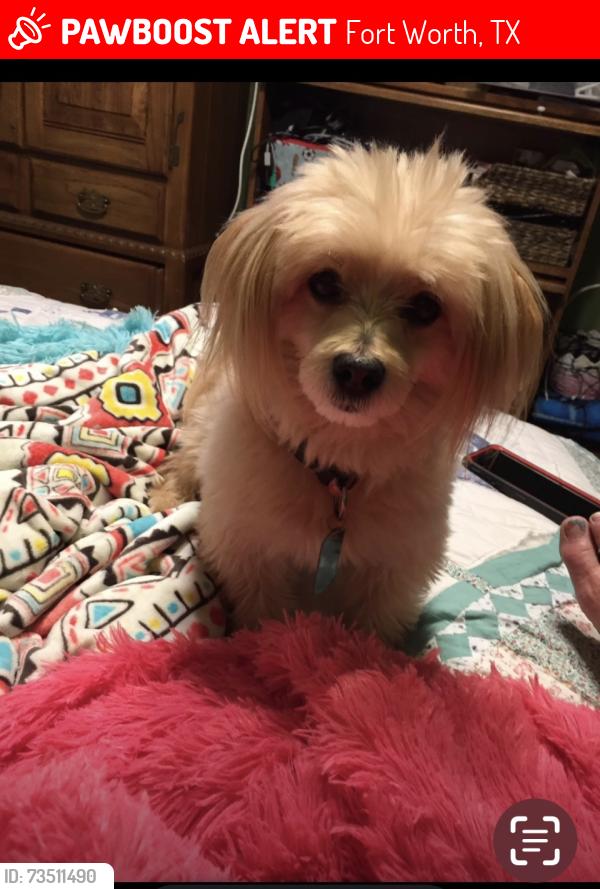 Lost Male Dog last seen Beach and Earl 76111. Younger picture, Fort Worth, TX 76111