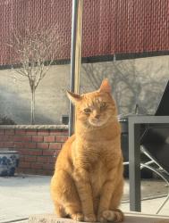 Lost Male Cat last seen 73-33 69th ave, Queens, NY 11379
