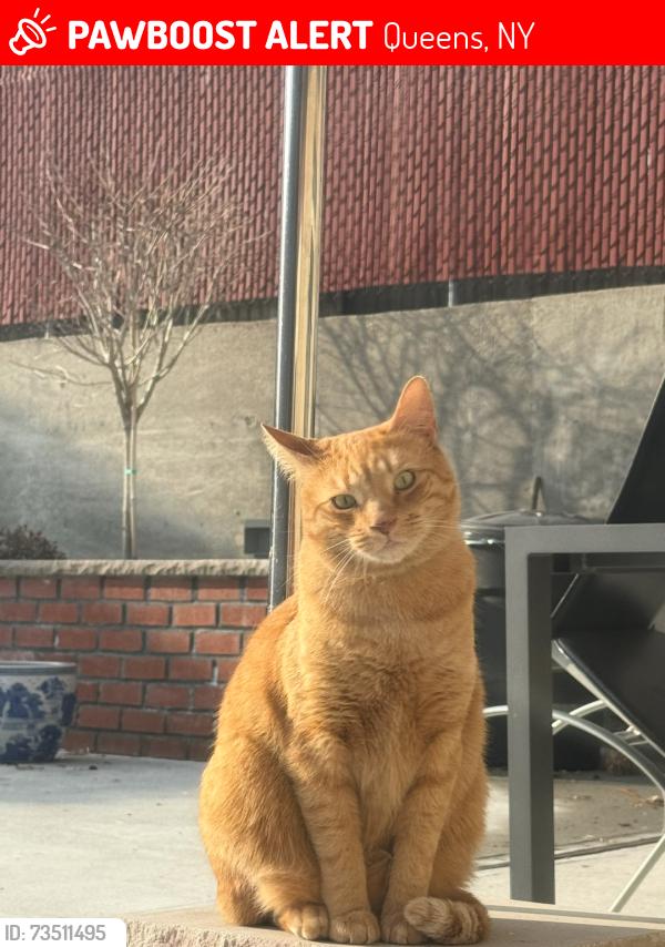 Lost Male Cat last seen 73-33 69th ave, Queens, NY 11379
