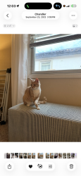 Lost Male Cat last seen Gilbert and queen creek, Chandler, AZ 85286