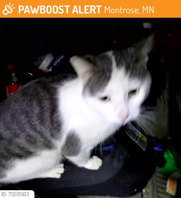 Found/Stray Female Cat last seen Middle street, Montrose, MN 55363