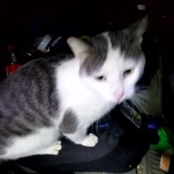 Found/Stray Female Cat last seen Middle street, Montrose, MN 55363