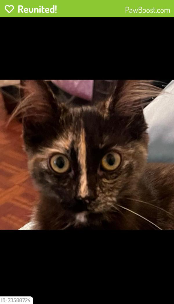 Reunited Female Cat last seen Commerce city Hall Area, Commerce, CA 90040