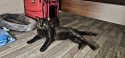 Reunited Male Cat last seen Arlington Blvd, Falls Church, VA 22042