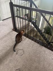 Reunited Male Cat last seen Newlin Meadows Neighborhood, Parker, CO 80134