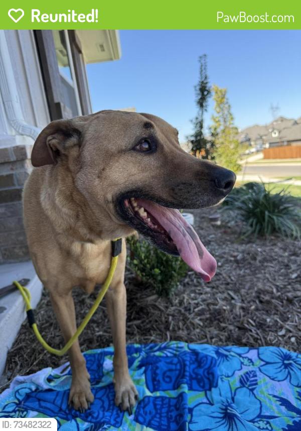 Reunited Male Dog last seen Hazelwood Way and Mangrove Road, Edmond, OK 73034
