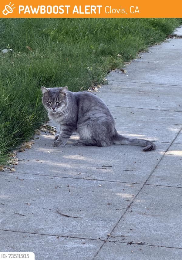 Found/Stray Unknown Cat last seen Alamos & Laverne crossstreet, Clovis, CA 93611