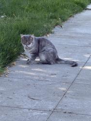 Found/Stray Unknown Cat last seen Alamos & Laverne crossstreet, Clovis, CA 93611