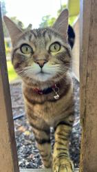 Lost Female Cat last seen Mitchell Canyon & Clayton Rd, Clayton, CA 94517