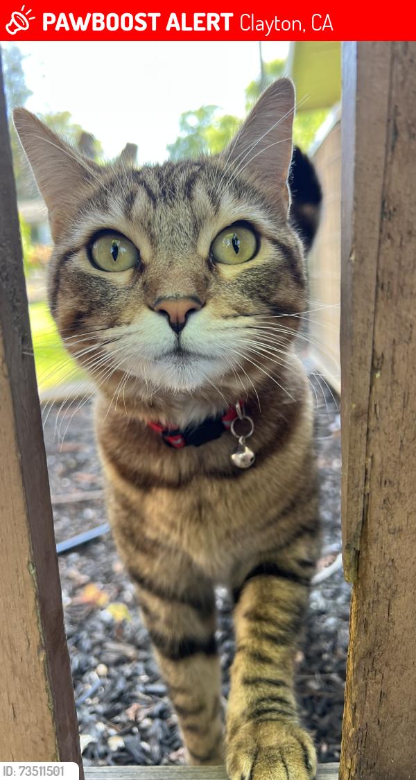 Lost Female Cat last seen Mitchell Canyon & Clayton Rd, Clayton, CA 94517