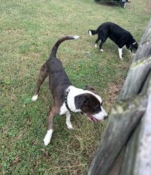 Found/Stray Unknown Dog last seen Sappington Barracks and telegraph, St. Louis, MO 63125