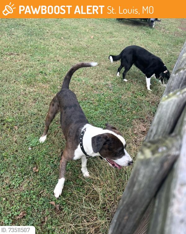 Found/Stray Unknown Dog last seen Sappington Barracks and telegraph, St. Louis, MO 63125