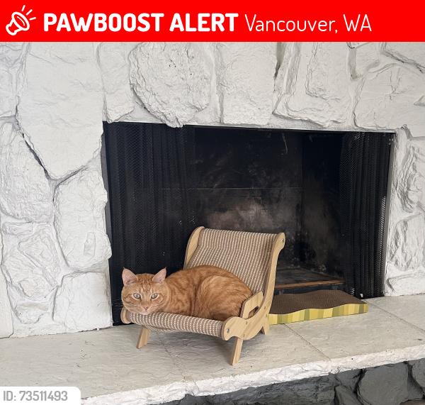 Lost Male Cat last seen apmt 15, Vancouver, WA 98664