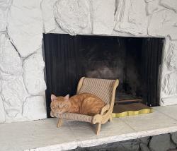 Lost Male Cat last seen apmt 15, Vancouver, WA 98664
