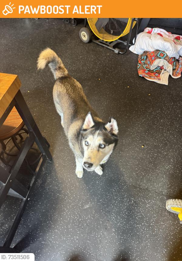 Found/Stray Unknown Dog last seen Willow Springs Community, Green Cove Springs, FL 32043