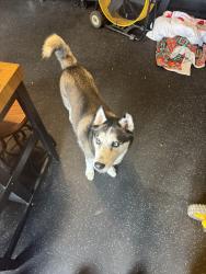 Found/Stray Unknown Dog last seen Willow Springs Community, Green Cove Springs, FL 32043