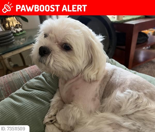 Lost Male Dog last seen Hamilton, bushard, Huntington Beach, CA 92646